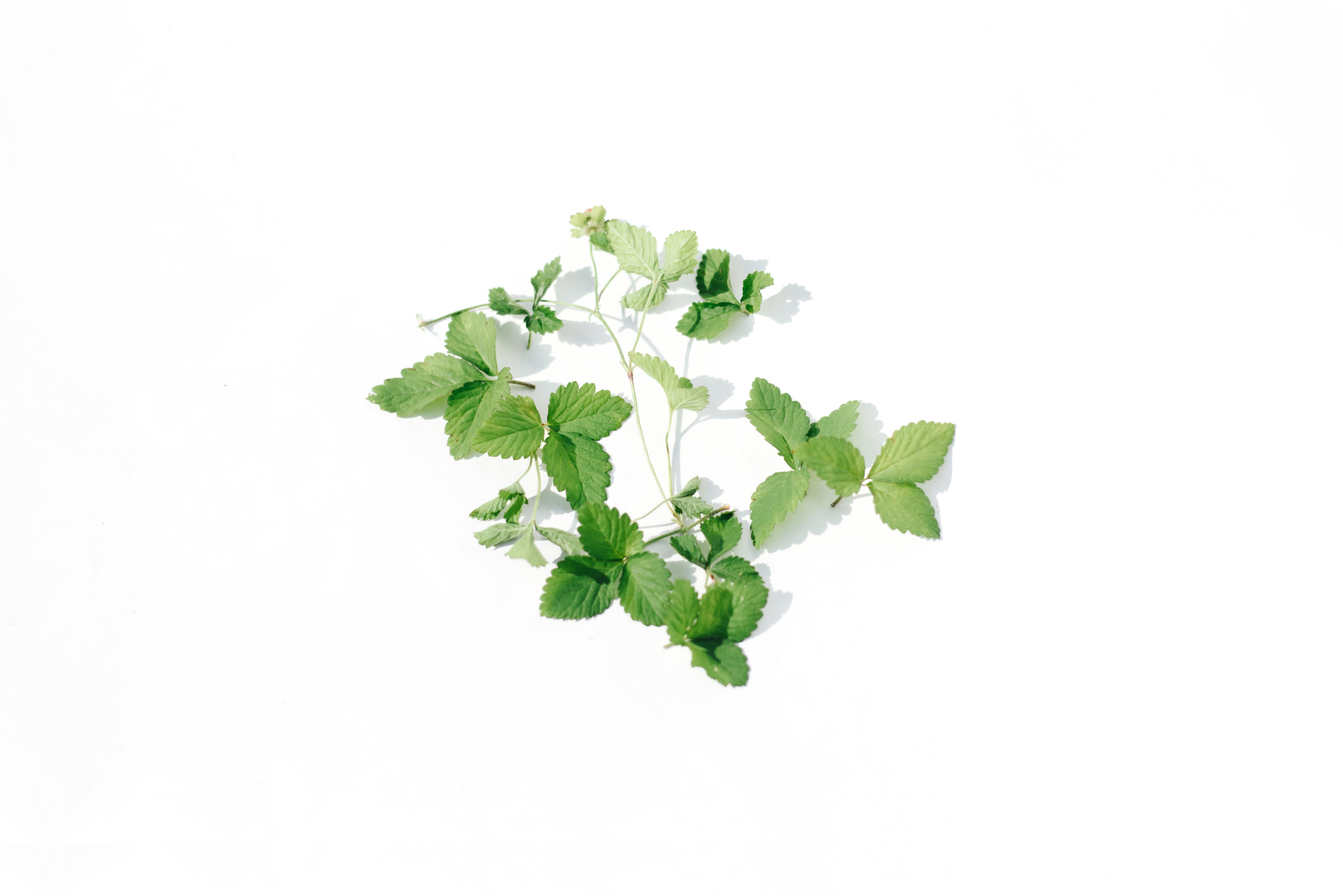 Plants